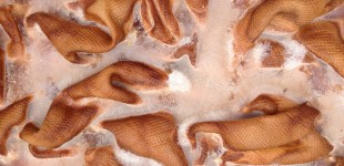 Irreversibel Dynamic Textile Patterns / Plant dye